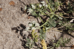 Dasispermum
