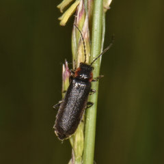 Placopterus thoracicus