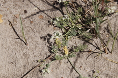 Dasispermum