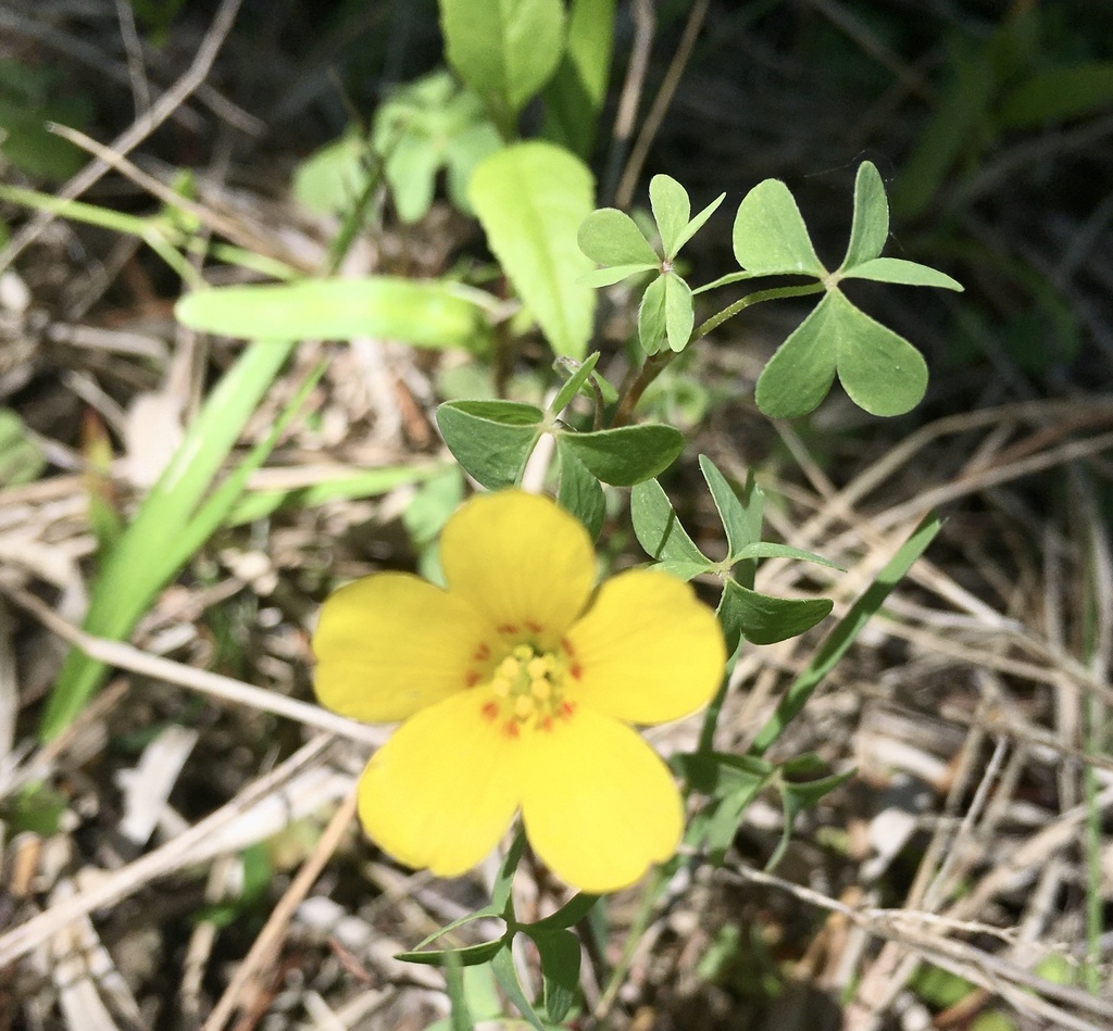Oxalis paludosa