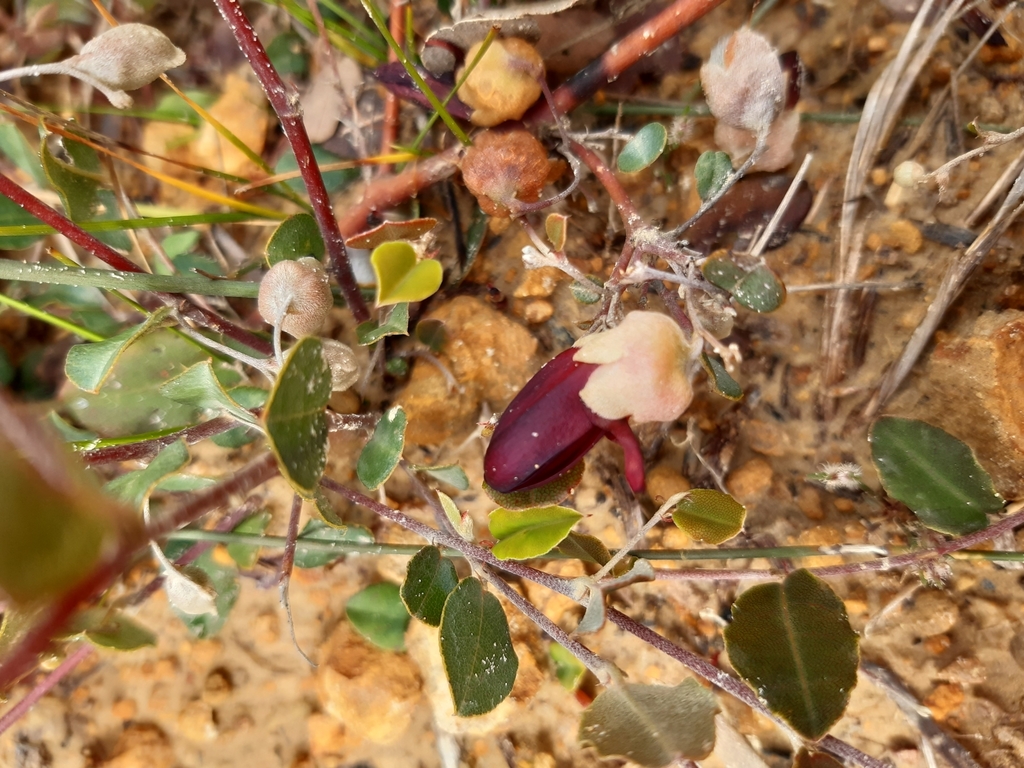 Gastrolobium melanopetalum