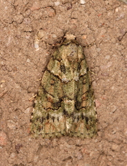 Pherechoa crypsichlora