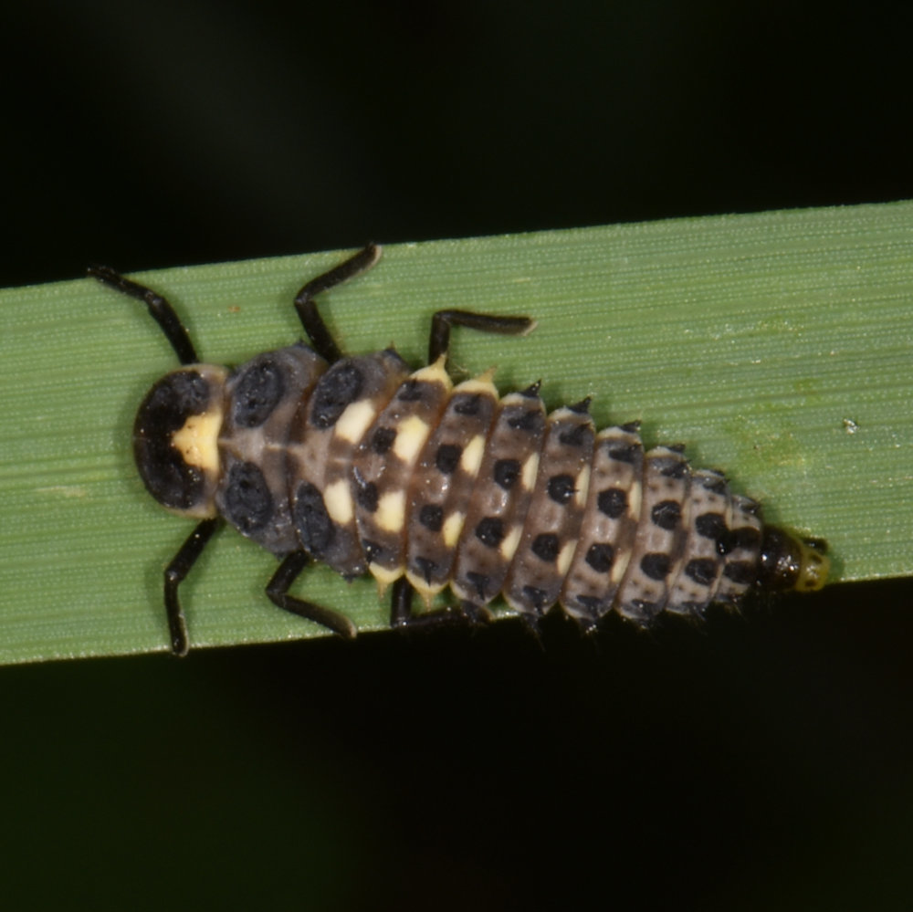 Eye-spotted Lady Beetle