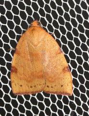Detounda leptoplasta