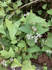 Persicaria thunbergii