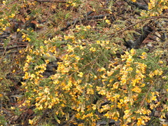Pultenaea graveolens