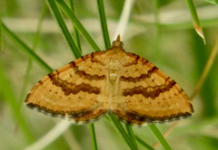 Chrysolarentia correlata