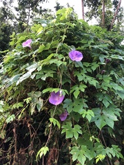 Ipomoea setosa melanotricha