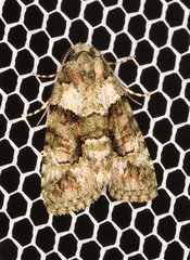 Pherechoa crypsichlora