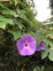 Ipomoea setosa melanotricha