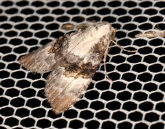 Acatapaustus leucospila