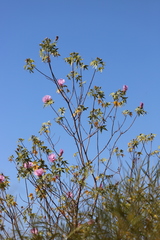 Gossypium robinsonii