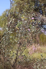 Gossypium robinsonii