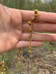 Eurychorda complanata