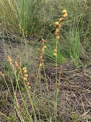 Eurychorda complanata