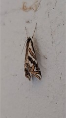 Anydraula glycerialis