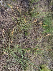 Eurychorda complanata