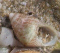 Phasianotrochus irisodontes
