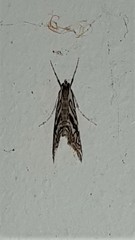Anydraula glycerialis