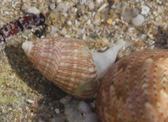 Phasianotrochus irisodontes