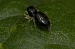Heliophanus