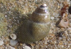 Phasianotrochus irisodontes