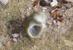 Phasianotrochus irisodontes