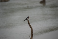 Hirundo tahitica
