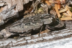 Chrysobothris dentipes