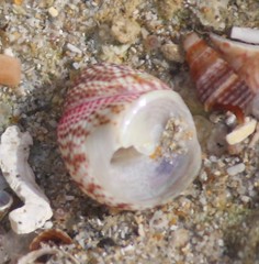 Prothalotia lehmanni