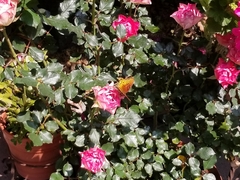 Dione moneta