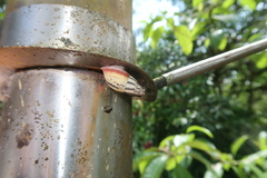 Drymaeus aequatorianus