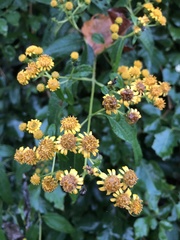 Otopappus tequilanus