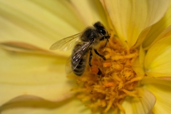 Apis mellifera