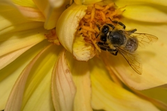 Apis mellifera