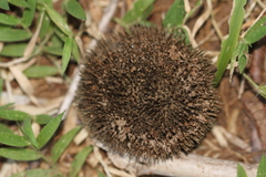 Apeiba tibourbou