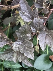 Podosphaera physocarpi