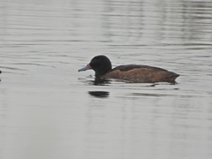 Heteronetta atricapilla