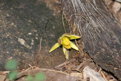 Apeiba tibourbou
