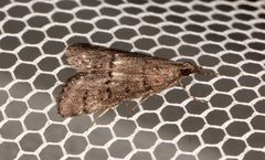 Scoparia paracycla