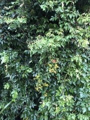 Otopappus tequilanus