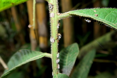 Adippe histrio