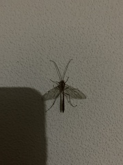 Ophion obscuratus