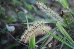Setaria tenax