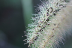 Setaria tenax