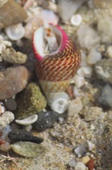 Prothalotia pulcherrima