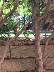 Sciurus carolinensis