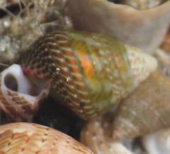 Prothalotia pulcherrima