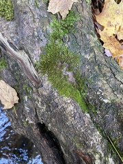 Campylophyllopsis hispidula