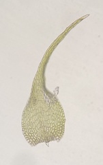 Campylophyllopsis hispidula